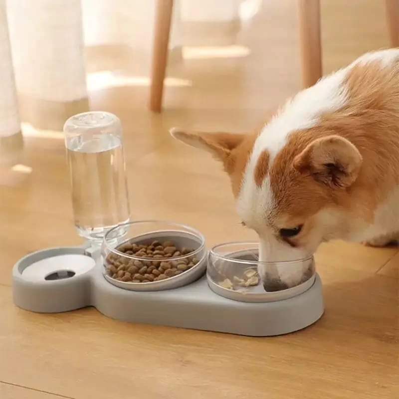 Pet  food bowl