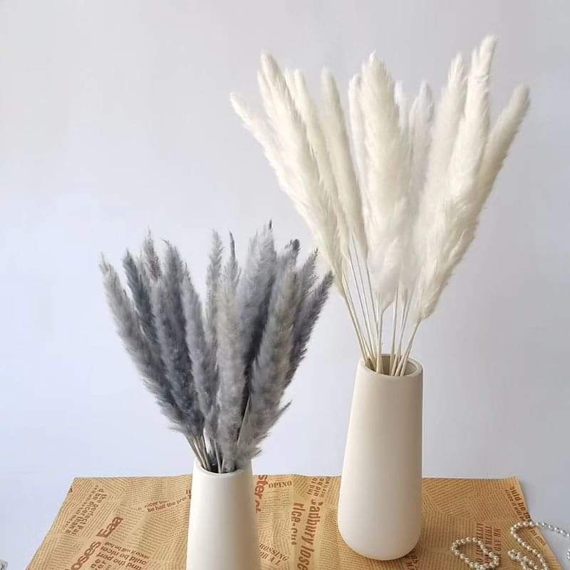 Pampas Grass