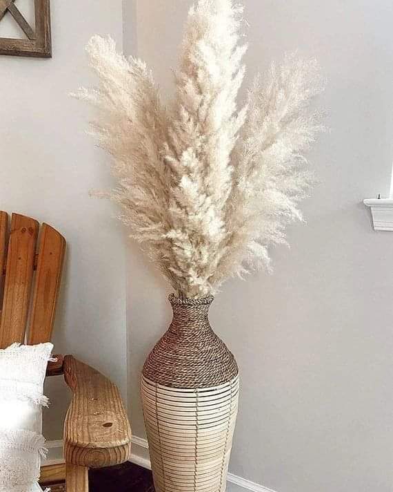 fluffy pampas grass